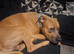 American stafffordshire bull terrier