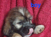 Shih Tzu cross Bassett puppys