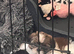 5 shorkies for sale