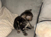 4 stunning kittens 2medium coats 2 short