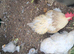White and brown/white cockbirds available