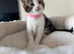 Kittens for sale