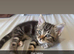 3 mixed breed kittens
