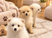 Pomeranian puppies
