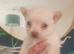 Chihuahua available to leave 10th June