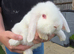French Lops & Mini Lops Available