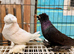 bokaro pair available