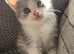 Beautiful British long haired kittens