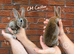 6 remaining Pedigree Miniature Rex Rabbits &ndash; Ready to Reserve