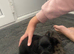 Cocker spaniel puppies