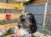 Cockapoo puppies