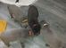 Cane Corso puppies