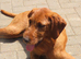 3/4 BRED WIREHAIRED HUNGARIAN VIZSLAS ..