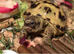 Baby Horsfield tortoise, with fully set up home and all accessories