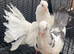 Garden Fantails