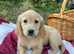 Golden Retreiver puppies. KC