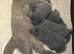 British shorthair kittens