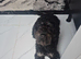 Male cockapoo