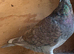 Beautiful coloured Rubella racing pigeon Bred in 2026 has RPRA ring