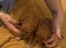 Stunning 100% tiny toy poodles