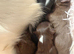 Beautiful chihuahua puppies