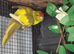 2 kakariki chicks ready now &pound;55 each