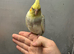Hand reared baby cockatiel available &ldquo;&rdquo;&rdquo;