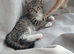 2 kittens