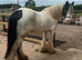 13.2 heavy weight mare