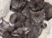 Tica registered blue Maine Coon