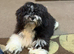 UDATE ONLY ONE BOY AVAILABLE Exquisite litter of Havanese Puppies