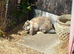 French lop buck rabbit for sale