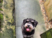 Miniature schnauzer girl for sale
