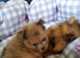 Rare! Merle Pomeranian puppies