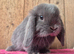 Mini lop babys ready now