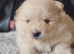 6 beautifull pomeranian baby's