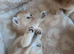 Loving Homes Wanted for Four Golden British Shorthair Kittens