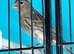 Young canaries