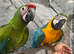 Friendly Baby HandReared Super Tame Cuddly Macaw Parrot,
