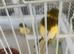 Pair canary