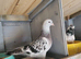 Turkish takla pigeon for sale