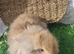 Double Mane lionhead babies