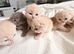 ️BRITISH SHORTHAIR KITTENS FOR SALE️