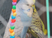 Avairy budgies