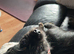 Lovable young pup needs new home.