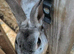Proven mini Rex buck