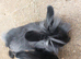 Male lionhead mix rabbits