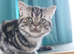 Kitten looking for new home.
