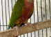 Conures breeder pair