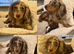 Dachshund miniature long haired